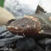Frosch-Fettwels, Pseudopimelodus Raninus Raninus