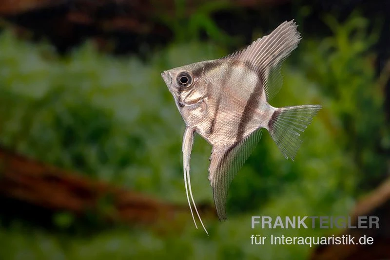 Amapa Red Back Rotrücken-Skalar, Pterophyllum Scalare 2 Amapa Red Back Rotrücken-Skalar, Pterophyllum Scalare – Bild 2