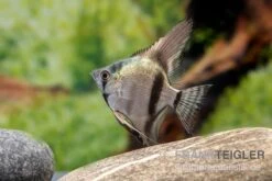 Avatar Zebra-Skalar, Pterophyllum Scalare -Boutique-Tierhandlung Pterophyllum scalare AVATAR ZEBRA 1