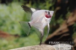 Bulgarian Green Red Cheek Skalar, Pterophyllum Scalare -Boutique-Tierhandlung Pterophyllum scalare BULGARIAN GREEN RED CHICK