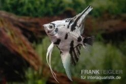 Skalar Platinum Marmor, Pterophyllum Scalare, 4-5 Cm, DNZ -Boutique-Tierhandlung Pterophyllum scalare Platinum Marble 7