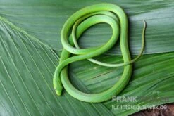 Raue Grasnatter, Opheodrys Aestivus -Boutique-Tierhandlung Raue Grasnatter Opheodrys aestivus 3