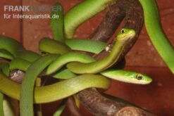 Raue Grasnatter, Opheodrys Aestivus -Boutique-Tierhandlung Raue Grasnatter Opheodrys aestivus 5