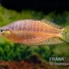 Rawa-Biru-Regenbogenfisch, Melanotaenia Cf. Splendida Rubrostriata "Rawa Biru" , 5 Tiere