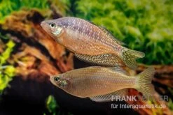Rawa-Biru-Regenbogenfisch, Melanotaenia Cf. Splendida Rubrostriata "Rawa Biru" , 5 Tiere -Boutique-Tierhandlung Rawa Biru Regenbogenfisch Melanotaenia cf splendida rubrostriata Rawa Biru 3