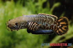 Regenbogen-Schlangenkopf, Channa Bleheri, 10-15 Cm -Boutique-Tierhandlung Regenbogen Schlangenkopf Channa bleheri neu 3