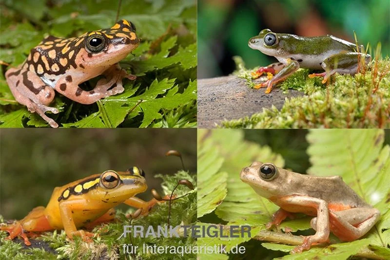 Riedfrosch Mix, 5 Stück, Hyperolius Sp. 1 Riedfrosch Mix, 5 Stück, Hyperolius Sp.