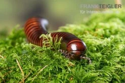 Riesiger Feuer-Tausendfüßer, Pelmatojulus Excisus -Boutique-Tierhandlung Riesiger Feuer Tausendfuesser Pelmatojulus excisus 3