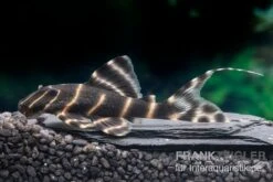 Ringelsocken-Harnischwels, L204, Panaqolus Albivermis "Flash Pleco" 4-5 Cm -Boutique-Tierhandlung Ringelsocken Harnischwels L204 Panaqolus albivermis Flash Pleco neu 1