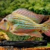 Rio-Negro-Erdfresser, Geophagus Winemilleri