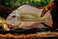 Rio-Negro-Erdfresser, Geophagus Winemilleri -Boutique-Tierhandlung Rio Negro Erdfresser Geophagus winemilleri neu 3