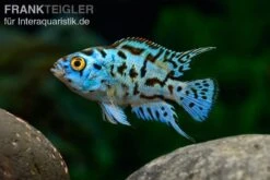 Blue Dempsey, Rocio Octofasciata "Blue Dempsey"