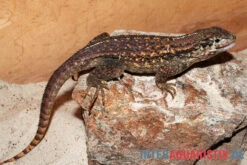 Rollschwanzleguan, Leiocephalus Carinatus -Boutique-Tierhandlung Rollschwanzleguan Leiocephalus carinatus3