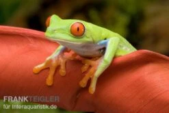 Rotaugenlaubfrosch, Agalychnis Callidryas DNZ -Boutique-Tierhandlung Rotaugenlaubfrosch Agalychnis callidryas 01