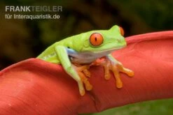 Rotaugenlaubfrosch, Agalychnis Callidryas DNZ -Boutique-Tierhandlung Rotaugenlaubfrosch Agalychnis callidryas 02