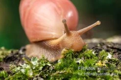 Rote Hausschnecke, Limicolaria Sp. "Deep Red" -Boutique-Tierhandlung Rote Hausschnecke Limicolaria sp Deep Red 4