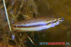 Roter Kampffisch, Betta Rubra -Boutique-Tierhandlung Roter Kampffisch Betta rubra paarweise 2