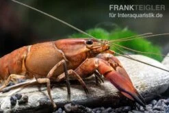 Roter Papuakrebs, Cherax Boesemani (Cherax Red Brick/ Red Chilli) -Boutique-Tierhandlung Roter Papuakrebs Cherax boesemani Cherax Red Brick 2