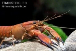 Roter Papuakrebs, Cherax Boesemani (Cherax Red Brick/ Red Chilli) -Boutique-Tierhandlung Roter Papuakrebs Cherax boesemani Cherax Red Brick 3