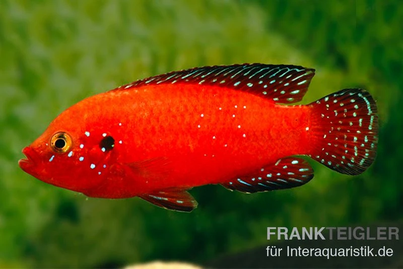 Roter-Turkana-Buntbarsch, Hemichromis Exsul 1 Roter-Turkana-Buntbarsch, Hemichromis Exsul
