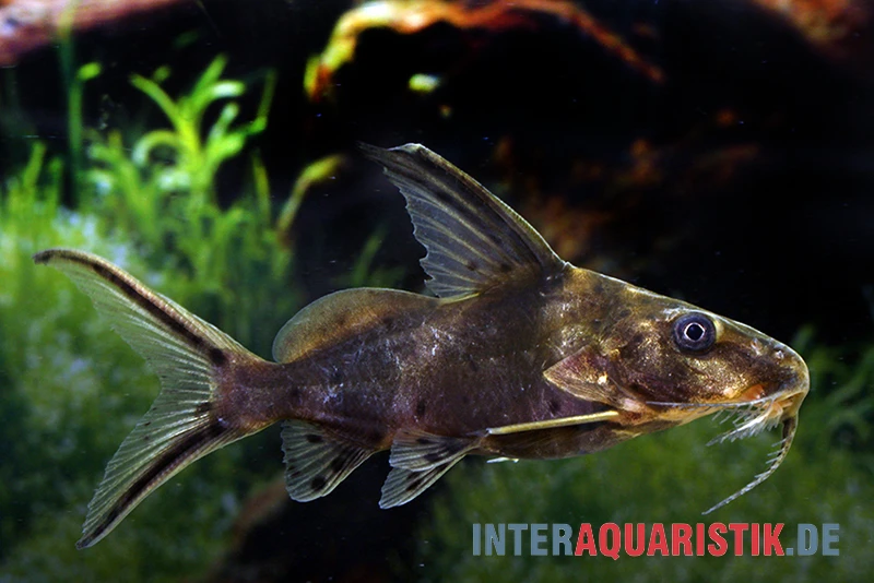 Rotflossen-Fiederbartwels, Synodontis Clarias 1 Rotflossen-Fiederbartwels, Synodontis Clarias