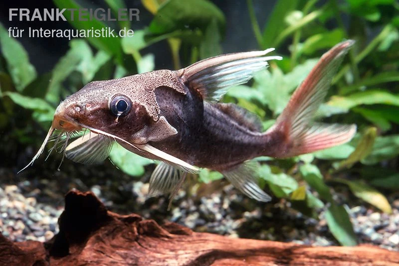 Rotflossen-Fiederbartwels, Synodontis Clarias 2 Rotflossen-Fiederbartwels, Synodontis Clarias – Bild 2