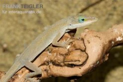 Rotkehlanolis, Anolis Carolinensis -Boutique-Tierhandlung Rotkehlanolis Anolis carolinensis 3