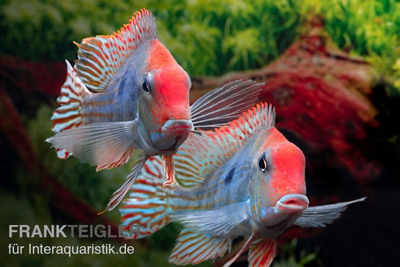 Rotkopf-Erdfresser, Geophagus Sp. RIO TAPAJOS 2 Rotkopf-Erdfresser, Geophagus Sp. RIO TAPAJOS – Bild 2