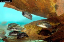 Kammkugelfisch, Carinotetraodon Irrubesco (Rotschwanzkugelfisch) -Boutique-Tierhandlung Rotschwanzkugelfisch Carinotetraodon irrubesco 2