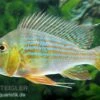Rotstreifen-Erdfresser, Geophagus Surinamensis