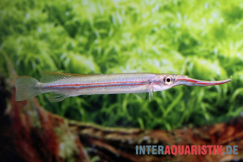 Rotstreifen-Halbschnabelhecht, Hemirhamphodon Phaiosoma (kapuasnensis) 1 Rotstreifen-Halbschnabelhecht, Hemirhamphodon Phaiosoma (kapuasnensis)