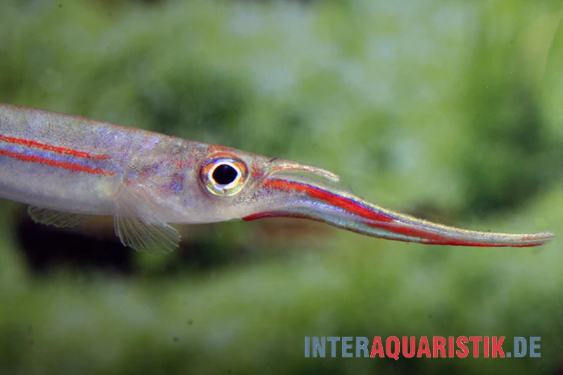 Rotstreifen-Halbschnabelhecht, Hemirhamphodon Phaiosoma (kapuasnensis) 2 Rotstreifen-Halbschnabelhecht, Hemirhamphodon Phaiosoma (kapuasnensis) – Bild 2