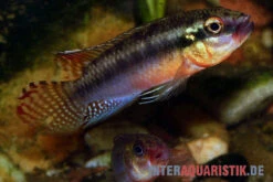 Sabinae-Zwergbuntbarsch, Congochromis Sabinae -Boutique-Tierhandlung Sabinae Zwergbuntbarsch Congochromis sabinae 2