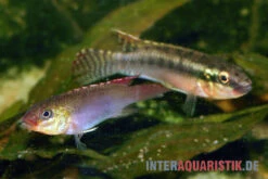 Sabinae-Zwergbuntbarsch, Congochromis Sabinae -Boutique-Tierhandlung Sabinae Zwergbuntbarsch Congochromis sabinae 3