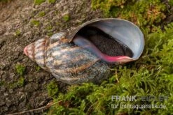 Samt-Achatschnecke, Archachatina Marginata Suturalis "Ikom" -Boutique-Tierhandlung Samt Achatschnecke Archachatina marginata suturalis Ikom 3