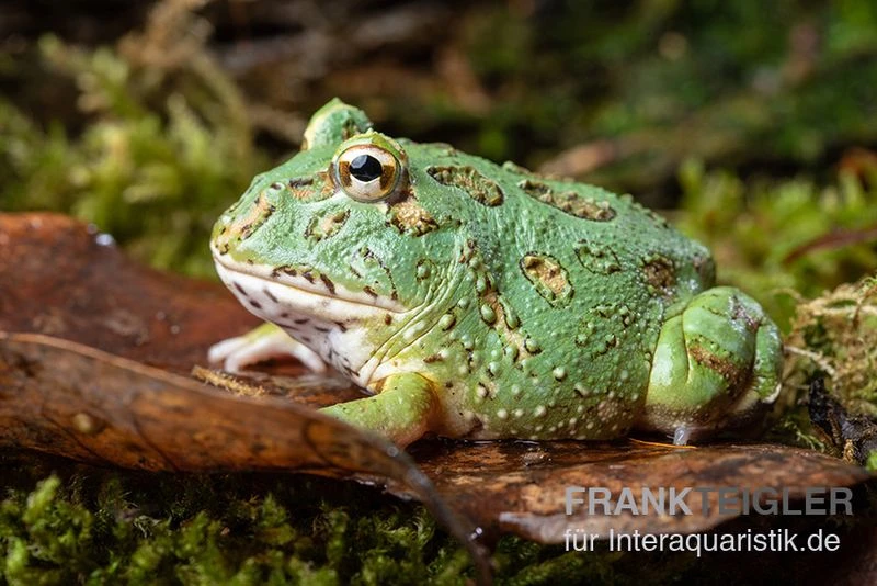 Samurai Blue Pacman-Frog, Ceratophrys Cranwelli "Samurai Blue" 2 Samurai Blue Pacman-Frog, Ceratophrys Cranwelli "Samurai Blue" – Bild 2