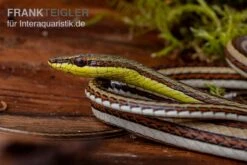 Sandrenn-Natter, Psammophis Elegans -Boutique-Tierhandlung Sandrenn Natter Psammophis elegans 03