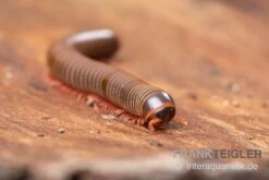 Satun-Tausendfüßer, Spirobolus Sp. "Satun" -Boutique-Tierhandlung Satun Tausendfuesser Spirobolus sp Satun 3