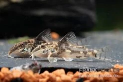 Schabracken-Panzerwels, Scleromystax Barbatus -Boutique-Tierhandlung Schabrackenpanzerwels Scleromystax barbatus 1