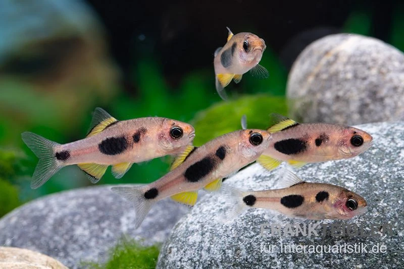 Schmetterlingsbarbe, Barbus Hulstaerti (Minifisch), 5 Stück 2 Schmetterlingsbarbe, Barbus Hulstaerti (Minifisch), 5 Stück – Bild 2