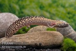 Schmuck-Flösselhecht, Polypterus Ornatipinnis, NZ -Boutique-Tierhandlung Schmuck Floesselhecht Polypterus ornatipinnis neu 3