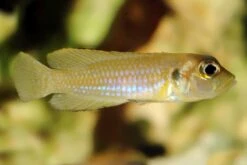 Schneckenbuntbarsch Gold, Lamprologus Ocellatus, DNZ -Boutique-Tierhandlung Schneckenbuntbarsch gold Lamprologus ocellatus 3