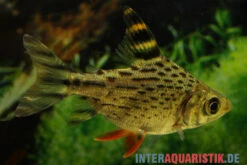 Schwanzstreifen-Salmler, Semaprochilodus Taeniurus