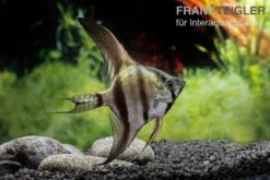 Schwarzblauer Skalar, Pterophyllum Scalare -Boutique-Tierhandlung Schwarzblauer Skalar Pterophyllum scalare 3