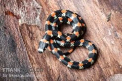 Schwarzgebänderte Wühltrugnatter, Scolecophis Atrocinctus -Boutique-Tierhandlung Schwarzgebaenderte Wuehltrugnatter Scolecophis atrocinctus 3