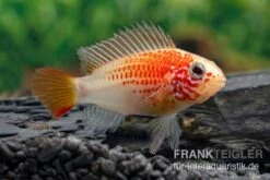 Schwarzkehlbuntbarsch Gold, Apistogramma Viejita Gold, Paarweise