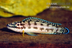 Schwarzweißer Schlankcichlide, Julidochromis Transcriptus Gombe