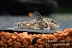 Schabracken-Panzerwels, Scleromystax Barbatus -Boutique-Tierhandlung Scleromystax barbatus 8