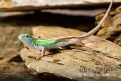 Sechsstreifen-Rennechse, Aspidoscelis Sexlineatus -Boutique-Tierhandlung Sechsstreifen Rennechse Aspidoscelis sexlineatus 3
