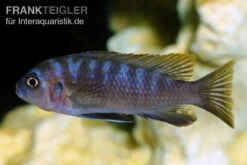Sechsstreifen-Tilapia, Cynotilapia Afra "Jalo Reef", DNZ -Boutique-Tierhandlung Sechsstreifen Tilapia Cynotilapia afra 2